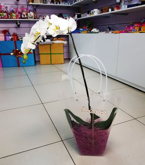Орхидея в ассорт